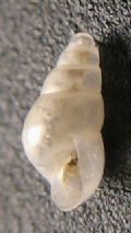 Odostomia eulimoides